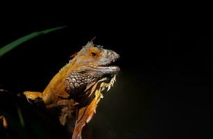 Close-up of common green iguana on a black background. photo