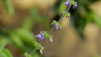 Indian Borage Flower video