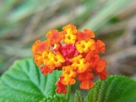 Enchanting Blooms, A Captivating Fusion of Pink, Yellow, and Dominant Orange Hues in Close-up with a Blurred Background photo