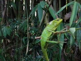 Enchanting Green, A Stunning Chameleon on Bamboo Branch with Bamboo Background photo