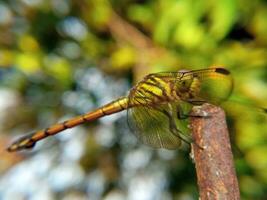 ocultado belleza, un libélula velado en alas en medio de difuminar y bokeh foto