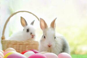 young fluffy bunny, white adorable rabbit sitting with easter eggs on nature background, concept for easter celebration photo