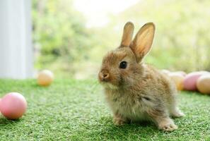 cute rabbit with easter eggs, easter symbol in april photo