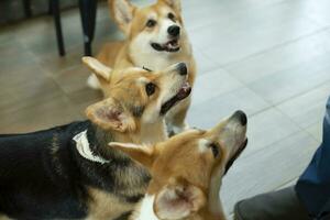 Cute hungry Welsh corgi dogs waiting for food from dog sitter in cafe indoors photo