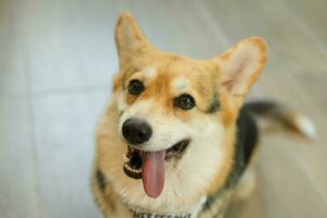 un hambriento galés corgi perro palo fuera lengua esperando para comida foto