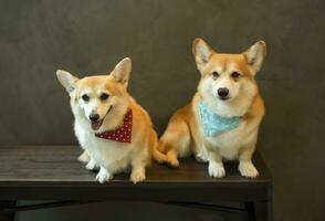 portrait Pembroke Welsh Corgi, adorable Welsh Corgi lying on chair photo