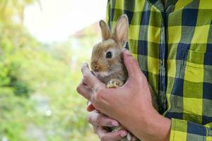 a brown bunny was held in the palm of the hands by a man in green checkered shirt, background is green nature photo