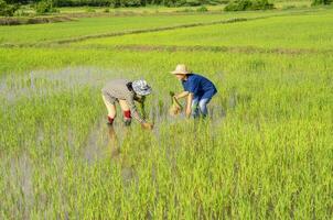 female rice farmers planting seedlings of rice in the field, asian agriculturist working on the organic paddy  farmland photo