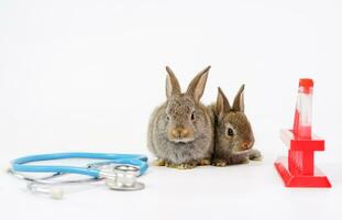 young adorable brown bunnies with rack of blood tube sampling and stethoscope isolated on white background,selective focus at rabbits.concept for rabbit health care,rabbit sick and rabbit experimental photo