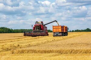 moderno pesado cosechadoras eliminar el maduro trigo un pan en campo. estacional agrícola trabajo foto