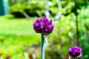 Wild beauty flower with nectar blooming in field countryside photo