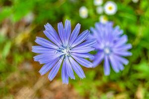 Beauty wild growing flower chicory ordinary on background meadow photo