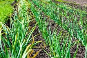 Photography on theme beautiful onion vegetable plant with napiform skin photo