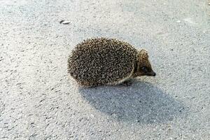 Photography on theme beautiful prickly little hedgehog goes into dense wild forest photo