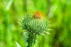 Hermosa flor creciente cardo de raíz de bardana en pradera de fondo foto