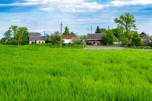 Beautiful horizon scenery in village meadow on color natural background photo