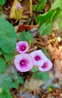 the word plant ipomoea pes-caprae photo