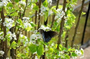 A black swallowtail butterfly flexes his wings as he consumes flower nectar. photo