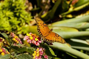 A monarch butterfly is sitting on a lantana flower, sipping the nectar. photo