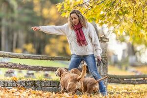 A dog trainer commands two dogs to jump over wooden barriers in nature photo