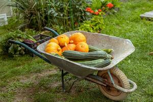 wheelbarrow in the garden with vegetables photo