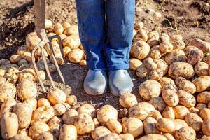 harvesting potatoes on the farm photo