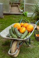 Autumn harvest in the garden photo