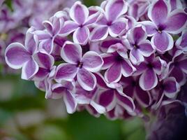 Violet blossoming lilac flowers on a branch close up macro view photo