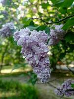 Light lilac blossoming lilac flowers on a branch close up macro view photo