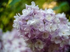 Light lilac blossoming lilac flowers on a branch close up macro view photo