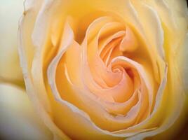 White blossoming rose bud macro close up view photo