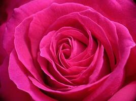 Beautiful pink blooming rose close up macro view photo