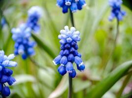 Blue muscari blossoming spring flowers close up macro view photo
