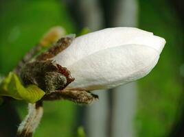 Wonderful flower bud of magnolia close up top view macro photo