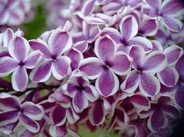 Violet blossoming lilac flowers on a branch close up macro view photo