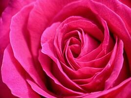 Beautiful pink blooming rose close up macro view photo