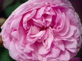 Beautiful pink blooming rose close up macro view photo