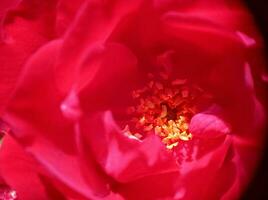 A bud of red bordo roses macro closeup view photo