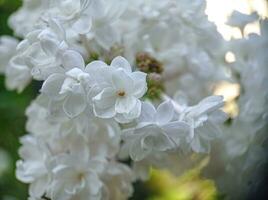 White blossoming lilac flowers on a branch close up macro view photo