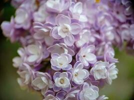 Light lilac blossoming lilac flowers on a branch close up macro view photo