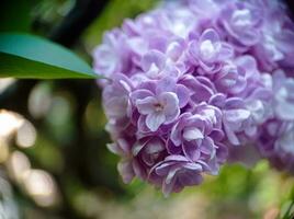Violet blossoming lilac flowers on a branch close up macro view photo