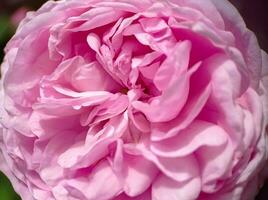 Beautiful pink blooming rose close up macro view photo