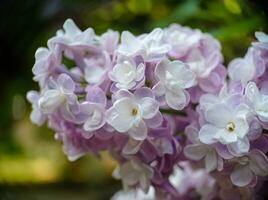 Light lilac blossoming lilac flowers on a branch close up macro view photo