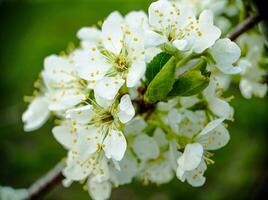 Blossom cherry flowers branch on the tree close up macro photo