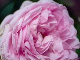 Beautiful pink blooming rose close up macro view photo