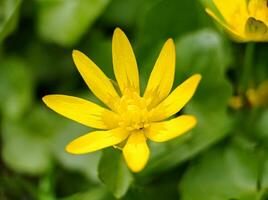 Lesser celandine ficaria verna yellow flower macro close up top view photo