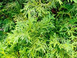 Thuja green tree texture macro close up view photo