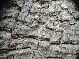 Old wooden tree macro texture top view photo