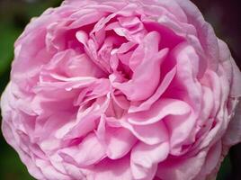 Beautiful pink blooming rose close up macro view photo