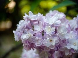 Light lilac blossoming lilac flowers on a branch close up macro view photo